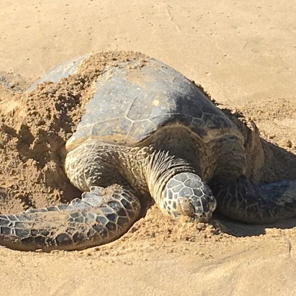 Malama na Honu