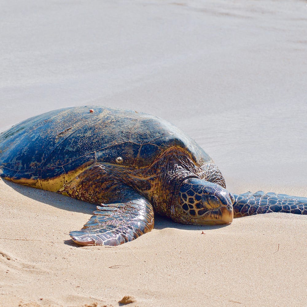 Malama na Honu