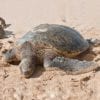 Malama na Honu