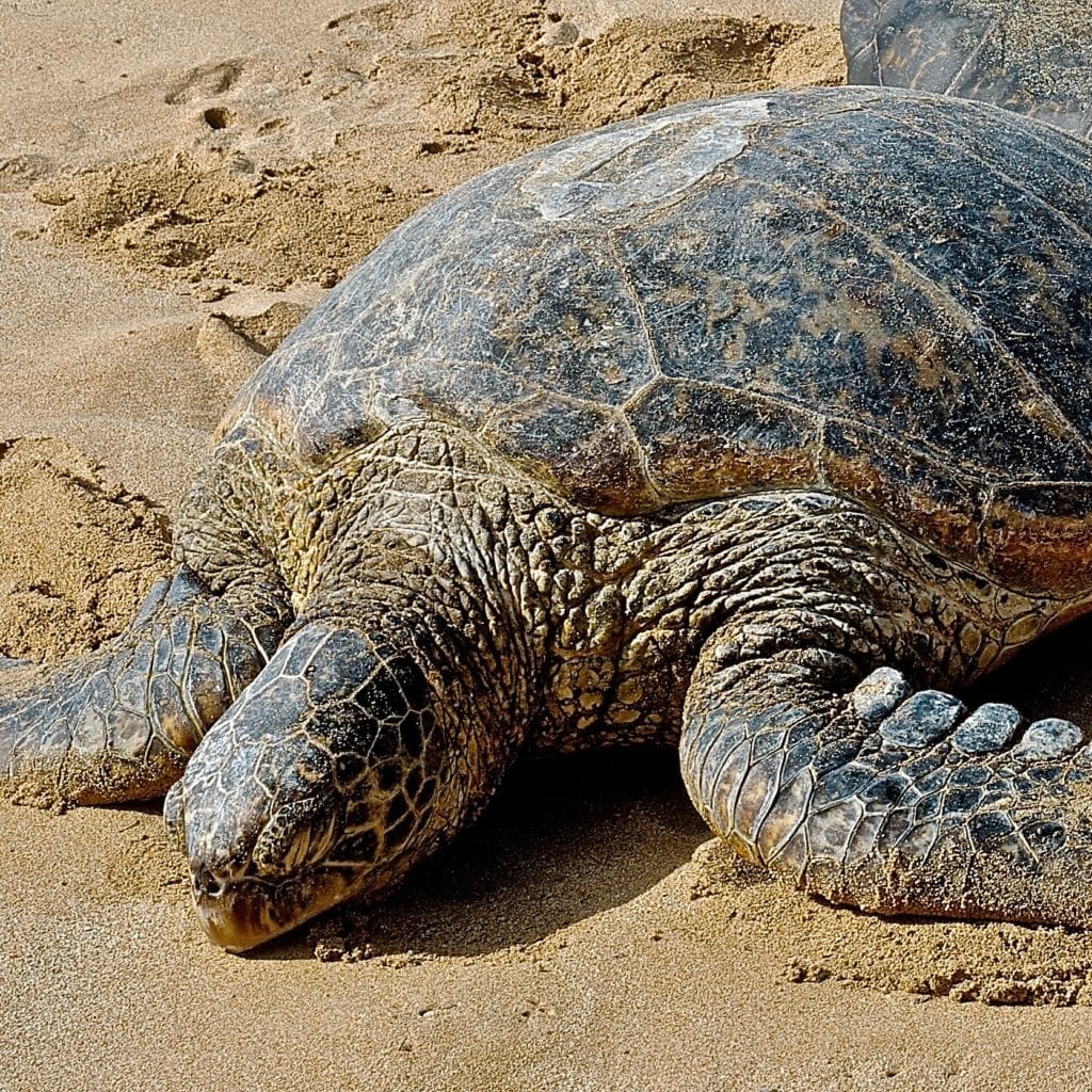 Malama na Honu