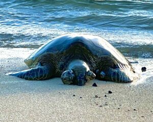 sea turtle in the beach