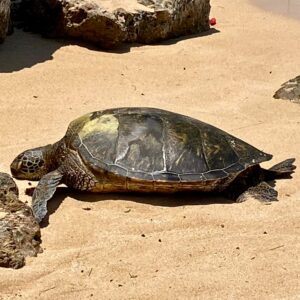 turtle beside the rocks