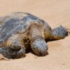 A turtle with closed eyes