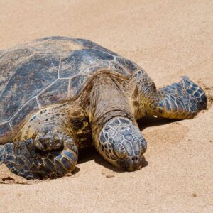 A turtle with closed eyes