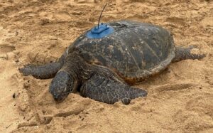 Naupaka - Female (Kauai)