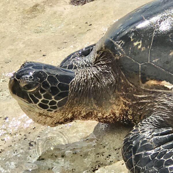 A closeup shot of the face of the turtle