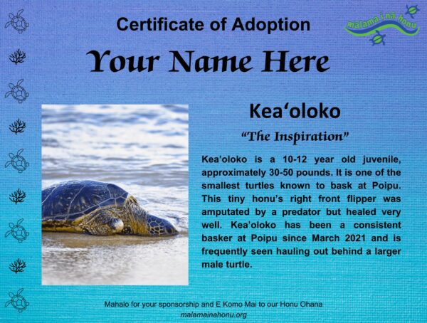 Ke A'o Loko - The Inspiration - Juvenile - Poipu Beach, Kauai - Image 2