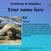 Kai "Ocean" - Juvenile - Image 3