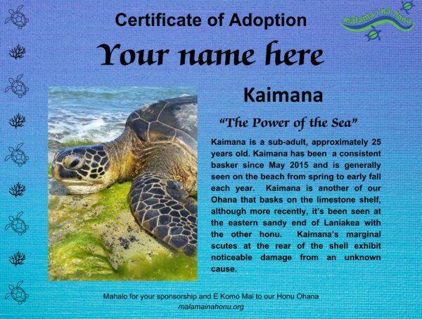 Kaimana (The Power of the Sea) - Juvenile - Image 2