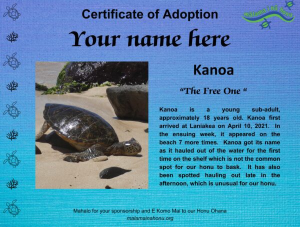 Kanoa (The Free One) - Juvenile - Image 3