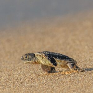 Kauai Hatchling - Future Basker