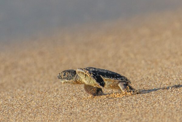 Kauai Hatchling - Future Basker