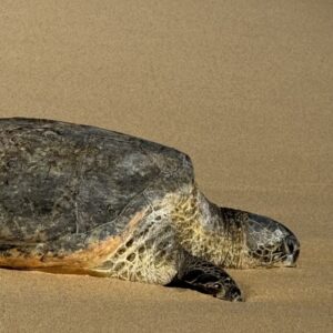 Keoneloa - Long Sand - Poipu Beach, Kauai