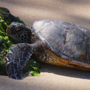 Ehukai (Sea Spray) - Juvenile