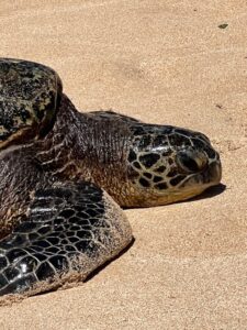 Ikaika "Strong/Powerful"