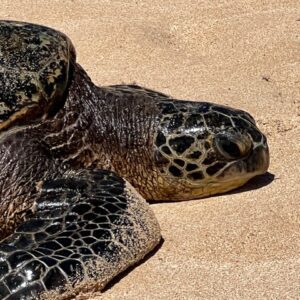 Ikaika "Strong/Powerful"